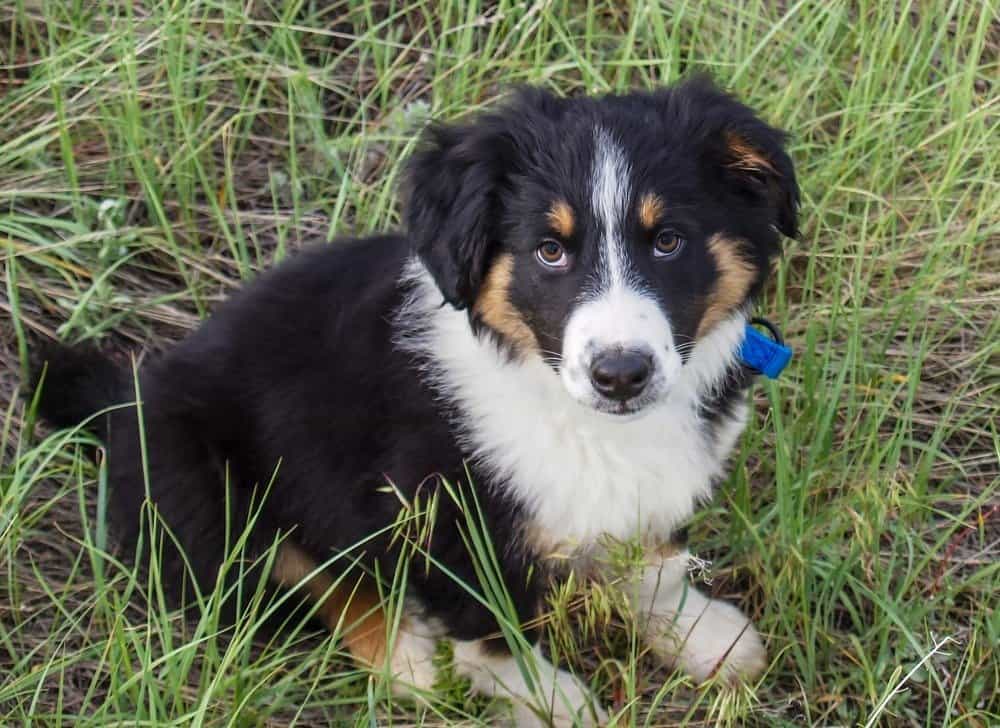 10+ British Shepherd Secrets For Easy Training