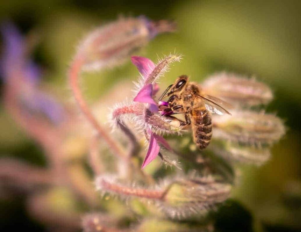 12 Bee Newsletter Tips To Boost Pollination