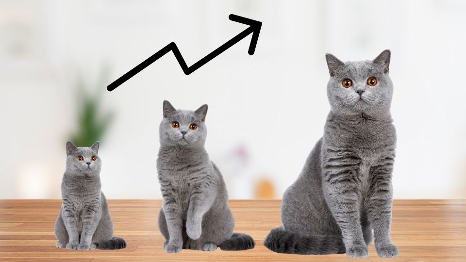 12 Gray British Shorthair Care Tips For Healthy Pets