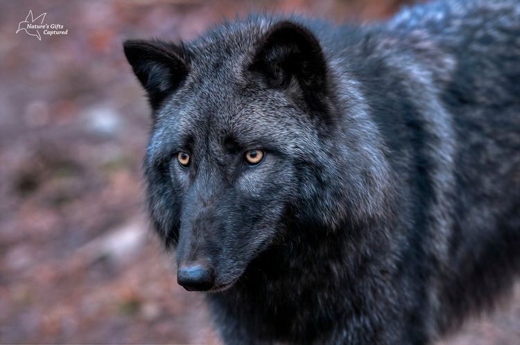 British Columbia Wolf