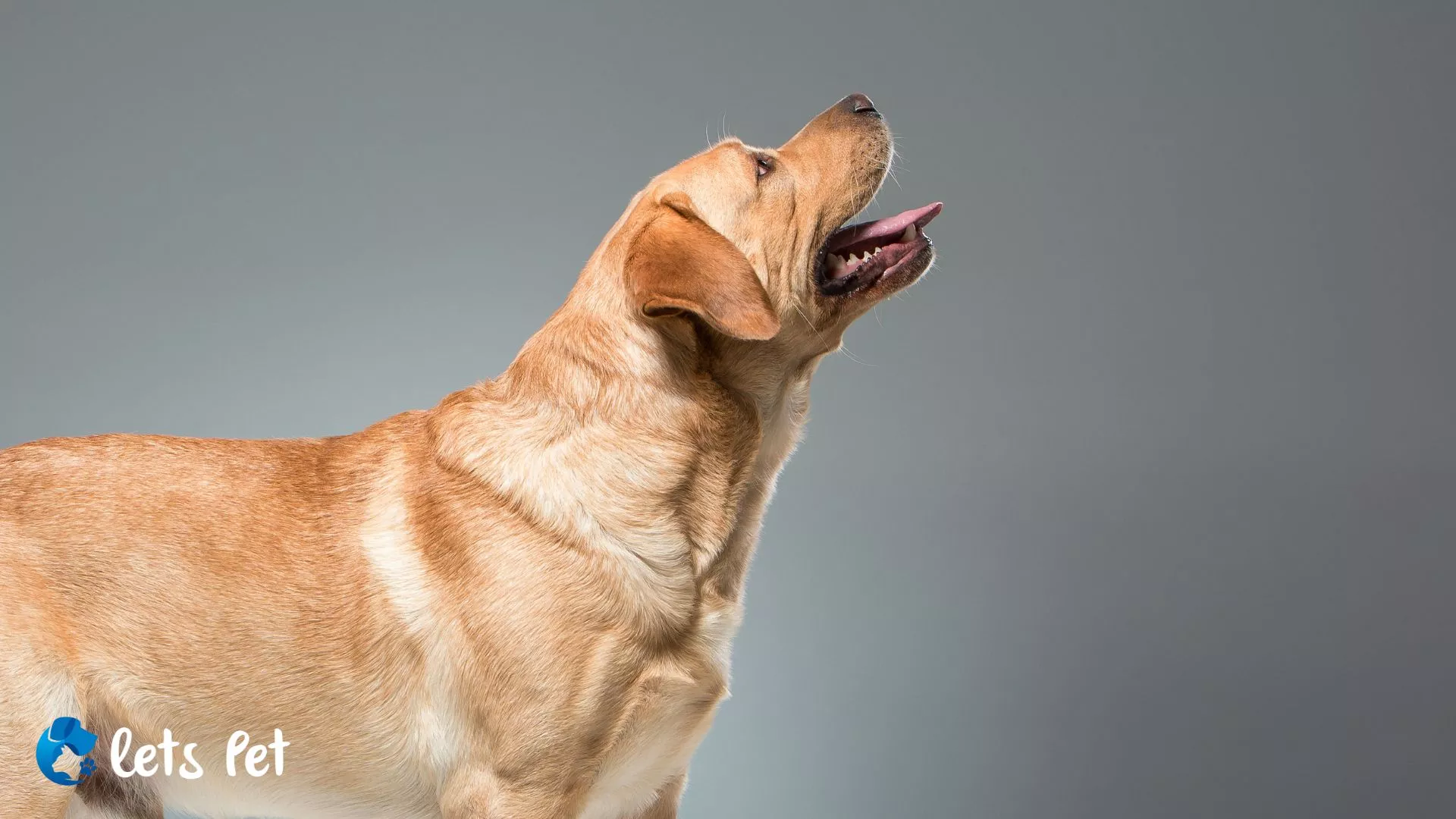 British Labrador Retrievers: Loyal Breed Information