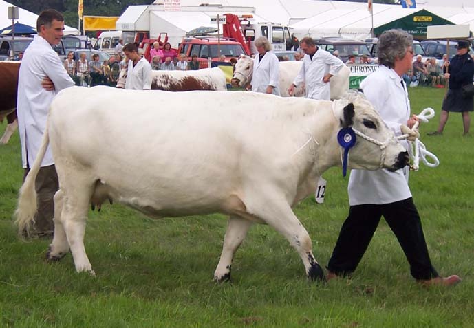 British White Cattle Oklahoma State University