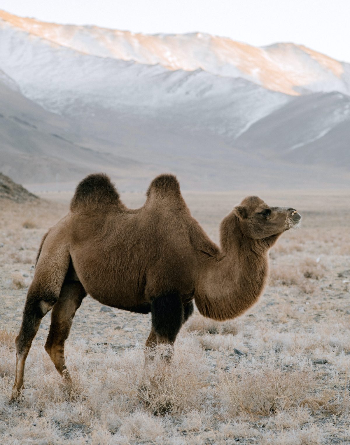 Camel