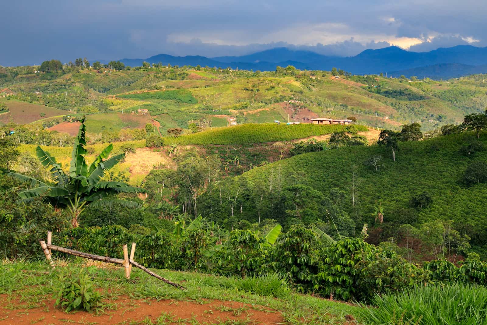 Colombian Coffee: Smoothest Brands To Try Daily