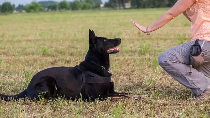 English Shepherd Love Them Dog Training Obedience Dog Obedience