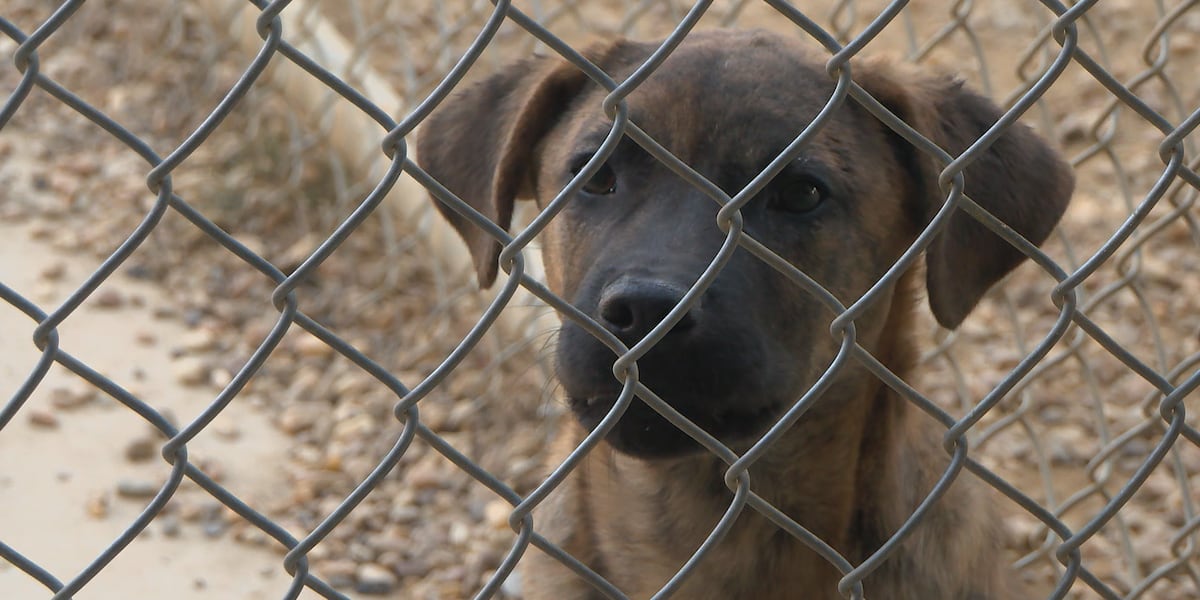 Greater Birmingham Humane Society Makes Record Pet Transports