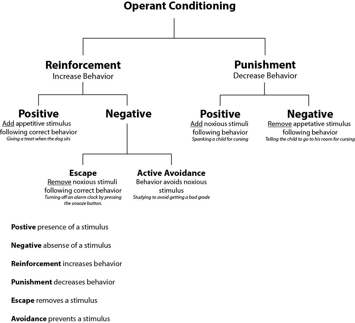 How Does Operant Chamber Work? Training Tips