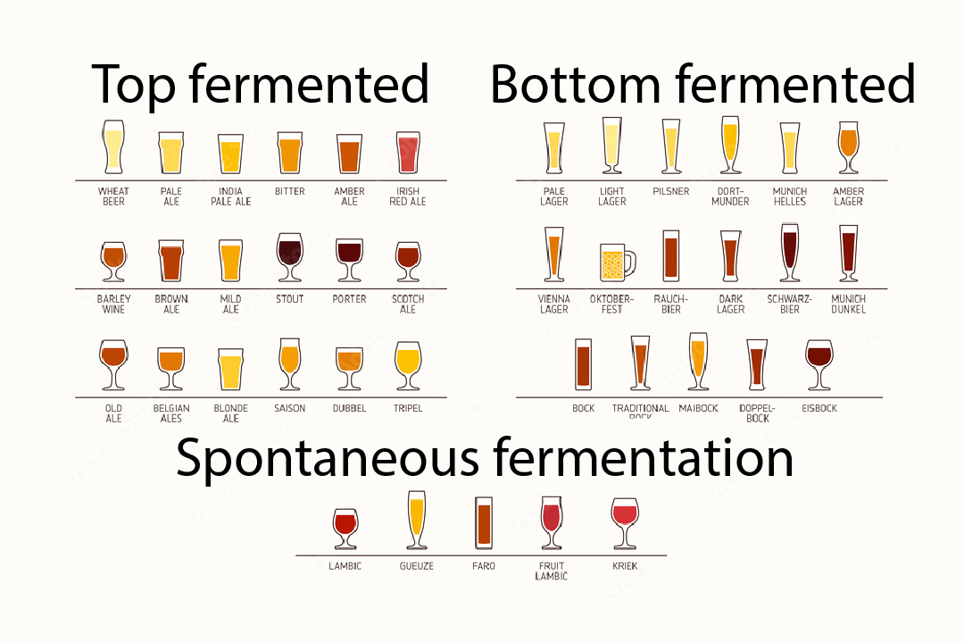 Lager Beer Guide: Best Tasting Options