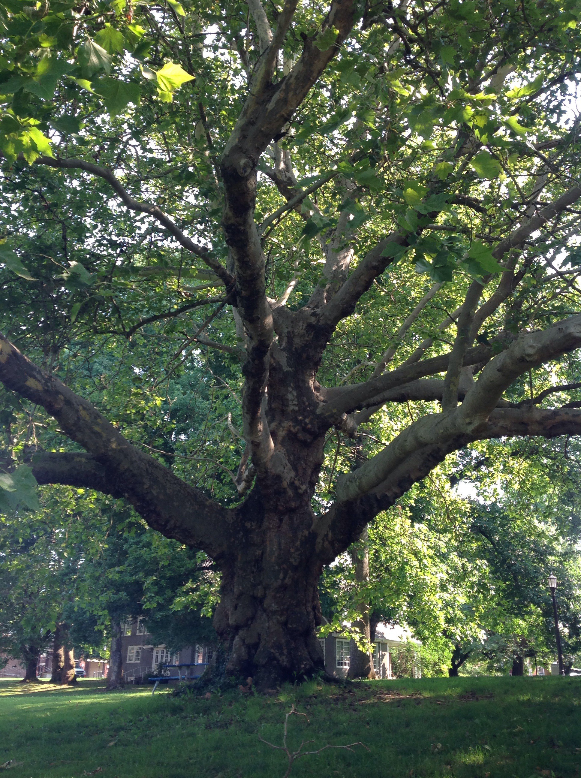 London Plane Seattle: Find Nearby Trees