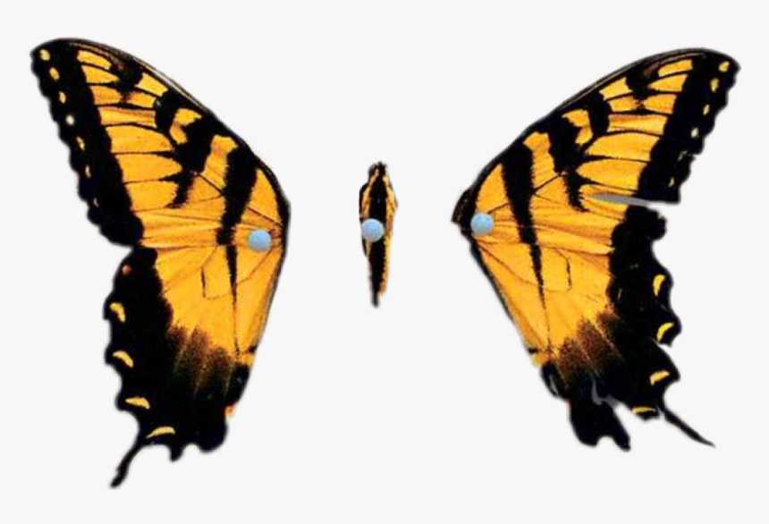 Paramore Logo Brand New Eyes