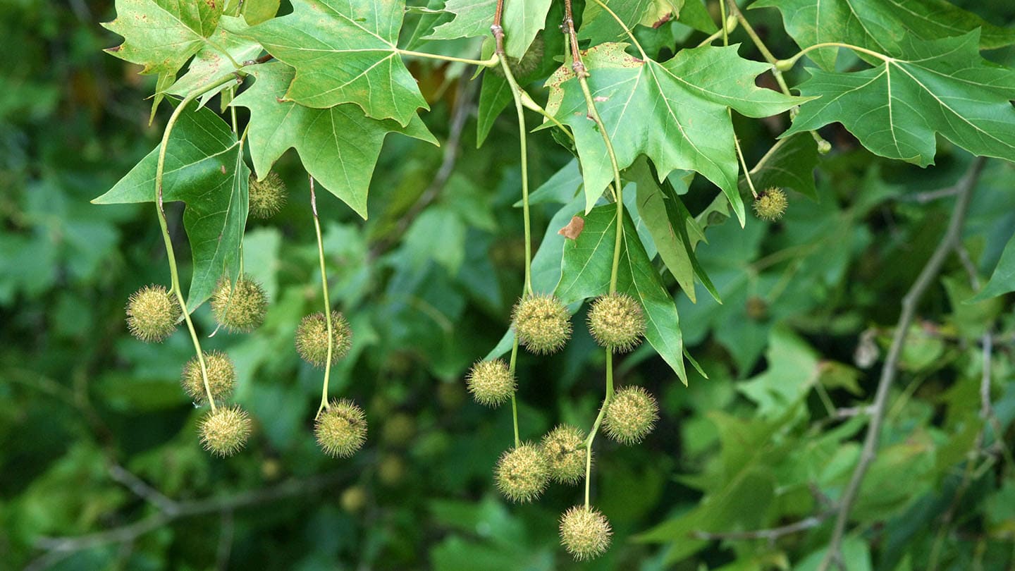 Platanus X Acerifolia London Plane Tree Trees And Shrubs Trees To