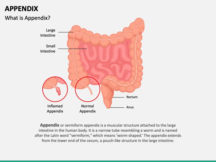 Ppt Chapter 1 Appendix Powerpoint Presentation Id 906433