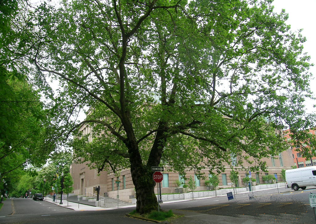 Tree Profile For The London Plane Urban Forest Nursery Inc