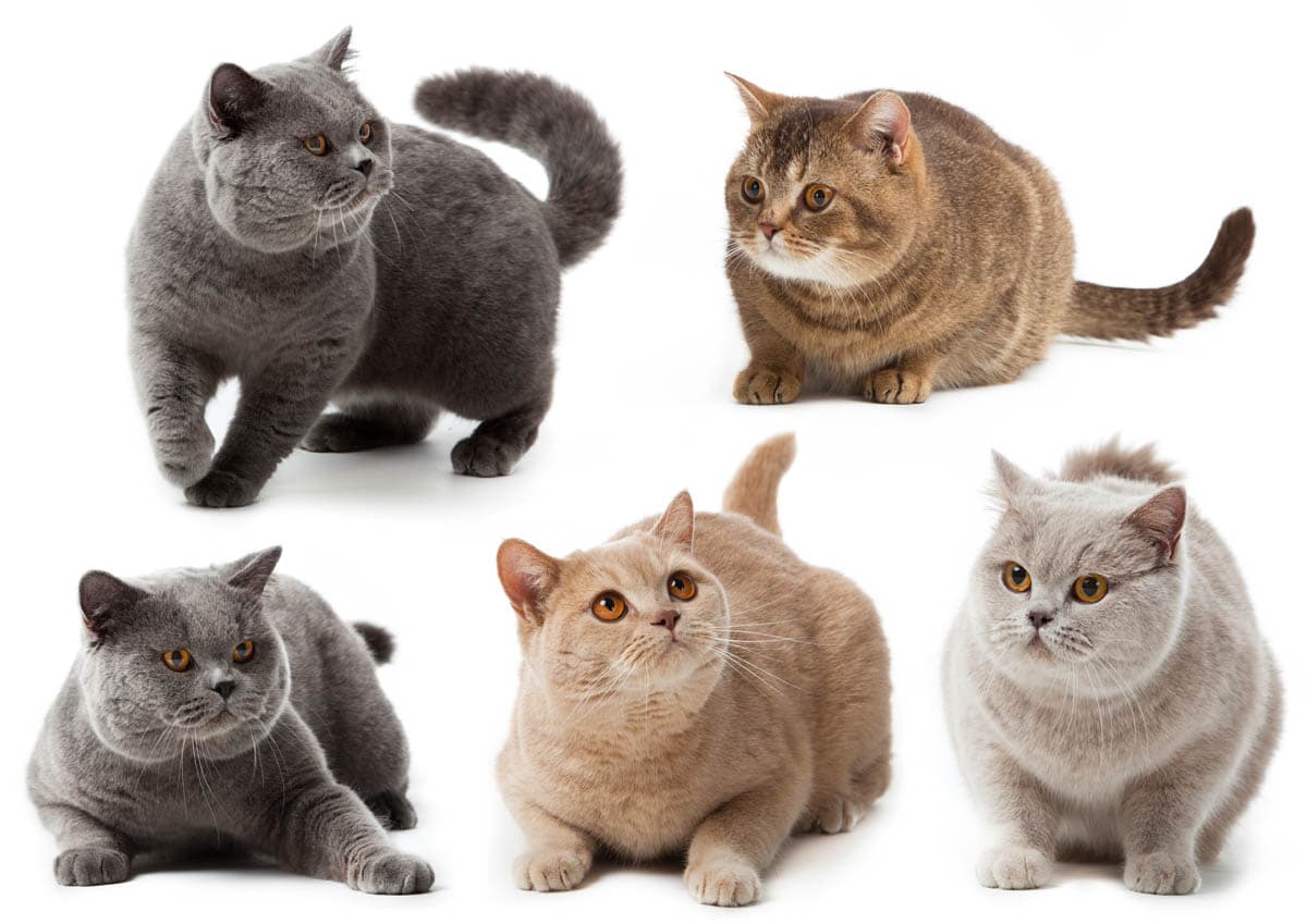 What Is British Shorthair Cat? Breed Guide